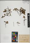 Foto von Salix herbacea L.
